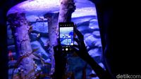 Berkenalan dengan Dua Penghuni Baru Jakarta Aquarium