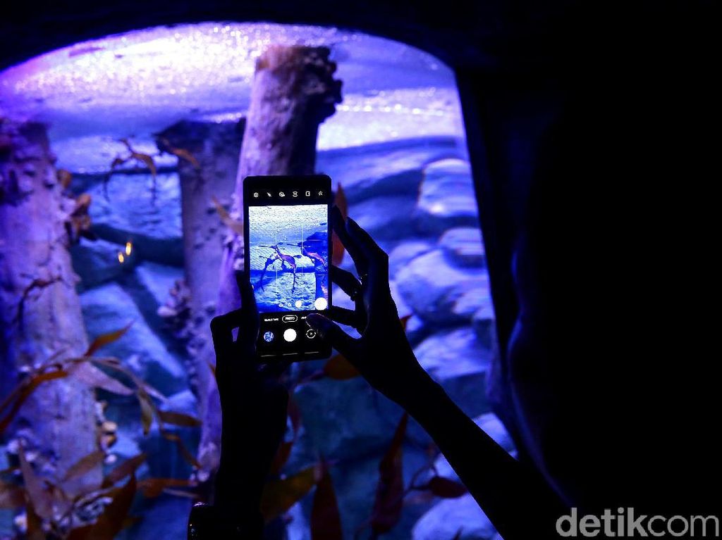 Berkenalan dengan Dua Penghuni Baru Jakarta Aquarium Berkenalan dengan Dua Penghuni Baru Jakarta Aquarium