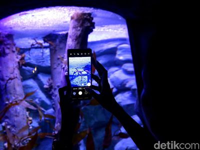 Berkenalan dengan Dua Penghuni Baru Jakarta Aquarium