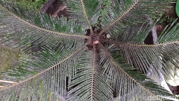 Boyolali Diguyur Hujan Abu Imbas Gunung Merapi Erupsi