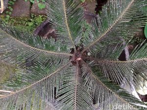 Boyolali Diguyur Hujan Abu Imbas Gunung Merapi Erupsi