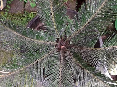 Boyolali Diguyur Hujan Abu Imbas Gunung Merapi Erupsi