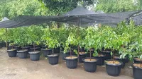 Foto: Desa Wisata Jambu, Bukan Sekedar Agrowisata