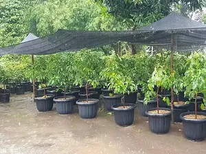 Foto: Desa Wisata Jambu, Bukan Sekedar Agrowisata Foto: Desa Wisata Jambu, Bukan Sekedar Agrowisata