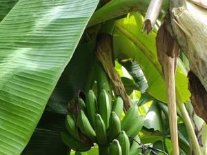 Kementan Imbau Petani Tidak Jual Buah Karbitan, Ini Alasannya