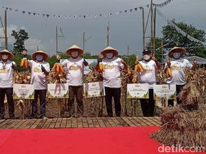 Ridwan Kamil Panen Ribuan Ton Jagung di Garut