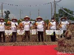 Ridwan Kamil Panen Ribuan Ton Jagung di Garut