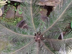 Gunung Merapi Erupsi Besar, Boyolali Diguyur Hujan Abu Campur Pasir