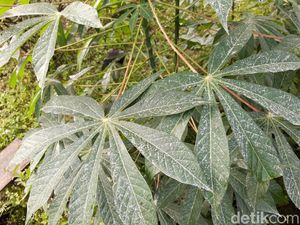 Hujan Abu Erupsi Gunung Merapi Juga Mengguyur Daerah Boyolali