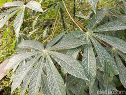 Hujan Abu Erupsi Gunung Merapi Juga Mengguyur Daerah Boyolali