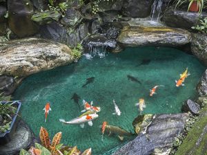 Air Hujan di DKI Tercemar Mikroplastik, Waspadai Dampaknya ke Kolam Ikan Rumah!