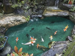 Air Hujan di DKI Tercemar Mikroplastik, Waspadai Dampaknya ke Kolam Ikan Rumah! Air Hujan di DKI Tercemar Mikroplastik, Waspadai Dampaknya ke Kolam Ikan Rumah!