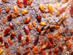 Rahasia Kecoak Bisa Bertahan Hidup Meski Kepalanya Buntung