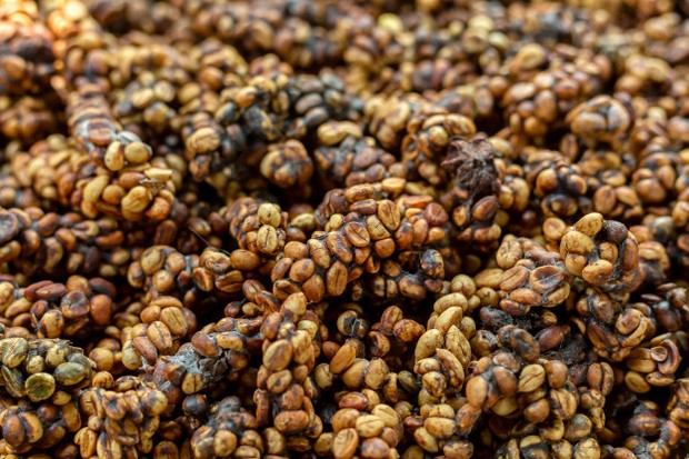 jenis kopi paling enak di Indonesia yaitu kopi luwak/freepik.com