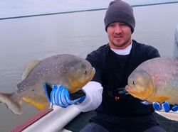 Masak Ikan Piranha Hasil Tangkapannya, Pria Ini Bilang Rasanya Tak Enak