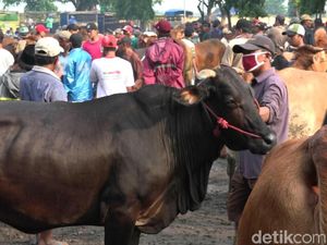 Daging Masih Mahal di Jakarta, Harga Sapi Probolinggo Naik Rp 1-2 Juta