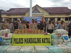 Polisi Tangkap 3 Orang Terkait Narkoba di Madina, 570 Kg Ganja Disita