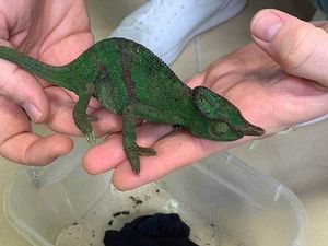 Selundupkan 74 Bunglon ke Austria, Pria Ini Bukan Untung Malah Buntung