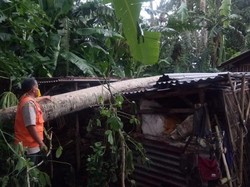 Angin Kencang di Cilacap, Pemotor Tertimpa Pohon-Atap Dermaga Ambruk