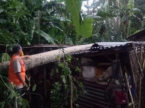 Angin Kencang di Cilacap, Pemotor Tertimpa Pohon-Atap Dermaga Ambruk Angin Kencang di Cilacap, Pemotor Tertimpa Pohon-Atap Dermaga Ambruk