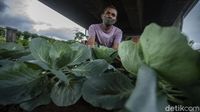 Bukan Pegunungan, Sayuran Segar Ini Tumbuh di Kolong Jembatan Lho