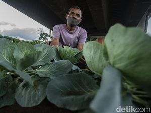 Bukan Pegunungan, Sayuran Segar Ini Tumbuh di Kolong Jembatan Lho Bukan Pegunungan, Sayuran Segar Ini Tumbuh di Kolong Jembatan Lho