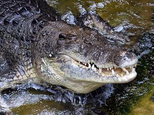 Jatuh dari Tanggul, Pesepeda Nyaris Dimangsa Buaya Jatuh dari Tanggul, Pesepeda Nyaris Dimangsa Buaya