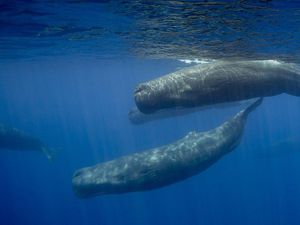 Paus Berperan Besar dalam Melawan Perubahan Iklim, Kok Bisa?