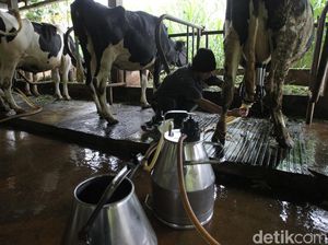 Daftar Negara Asal Impor 1 Juta Ekor Sapi Perah buat Makan Bergizi Gratis