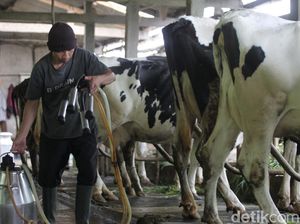 RI Impor 1 Juta Ekor Sapi Perah buat Makan Bergizi Gratis Mulai 2025