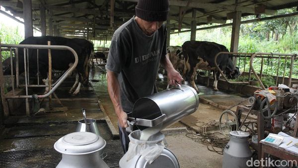 Produksi Susu Sapi Perah di Sleman Tak Terdampak Erupsi Merapi