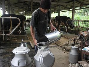 Produksi Susu Sapi Perah di Sleman Tak Terdampak Erupsi Merapi