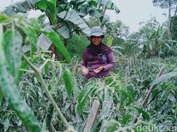 Gunung Merapi Erupsi, 70 Ha Lahan Sayur-Pakan Ternak Terdampak