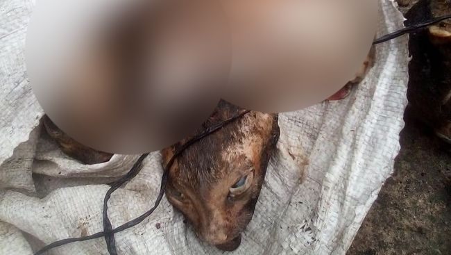 Ngeri Temuan Karung Isi Kucing Dikuliti di Medan Ngeri Temuan Karung Isi Kucing Dikuliti di Medan