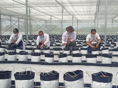 Ini Potret Pertanian Canggih yang Dipuji Ridwan Kamil