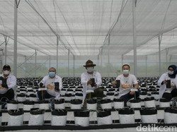 Ridwan Kamil Banggakan Smart Green House, Apa Canggihnya?