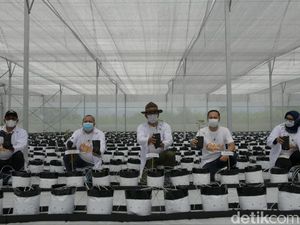 Ridwan Kamil Banggakan Smart Green House, Apa Canggihnya? Ridwan Kamil Banggakan Smart Green House, Apa Canggihnya?