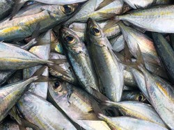 Ikan Kembung Vs Salmon, Mana yang Lebih Bernutrisi?