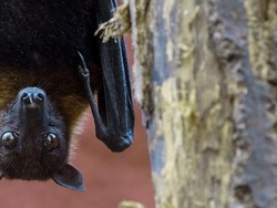 Tentang Virus Nipah dan Ancaman Pandemi Berikutnya di Asia