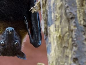 Apa Itu Virus Nipah? Ini Pengertian, Gejala, Cara Mencegah Apa Itu Virus Nipah? Ini Pengertian, Gejala, Cara Mencegah