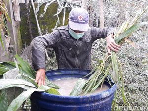Dampak Hujan Abu Merapi, Warga Boyolali Sulit Cari Rumput Pakan Ternak
