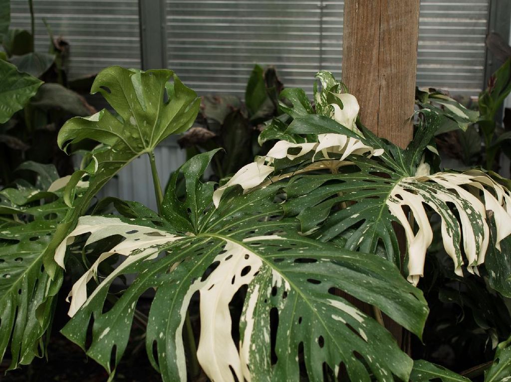Keunikan Tanaman Hias Monstera Variegata, Viral Dibeli Emak-emak Rp 225 Juta Keunikan Tanaman Hias Monstera Variegata, Viral Dibeli Emak-emak Rp 225 Juta