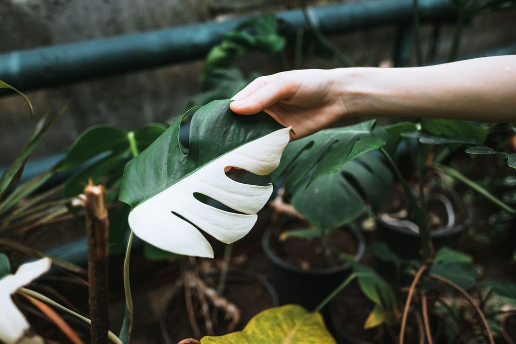 Variegated Monstera deliciosa leaves in woman gardener hand, half white, half green. Exotic house plant, close-up. High quality photo