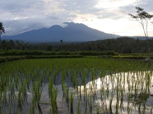 Aktivitas Gunung Raung: Sekali Gempa Tremor, Asap Kawah Tipis-Sedang