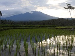 Aktivitas Gunung Raung: Sekali Gempa Tremor, Asap Kawah Tipis-Sedang