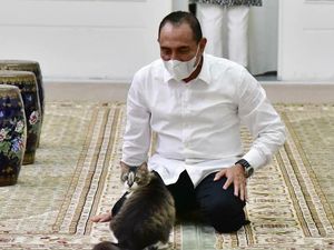 Gubsu Edy Berang Ada Rumah Jagal Kucing: Bukan untuk Konsumsi!