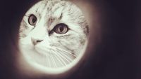 Gemas! Trik Foto Kucing dan Anjing Seperti Rembulan