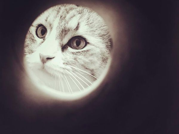 Gemas! Trik Foto Kucing dan Anjing Seperti Rembulan