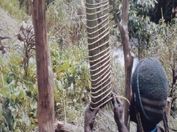 Garam Abu yang Segera Hilang dari Papua