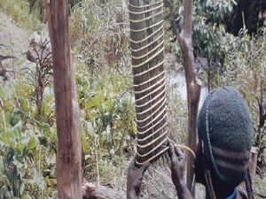 Garam Abu yang Segera Hilang dari Papua Garam Abu yang Segera Hilang dari Papua